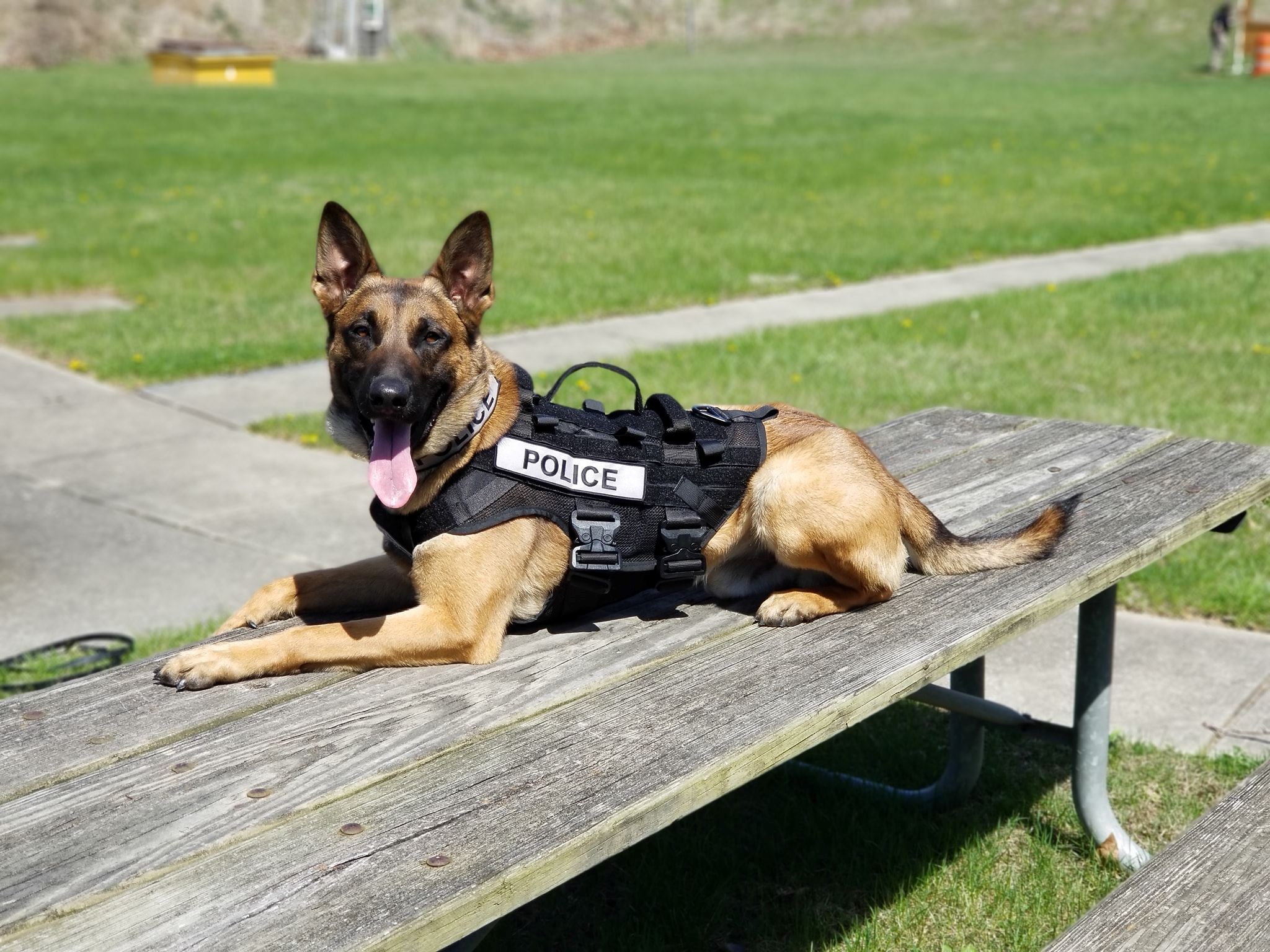 K-9 Merlin (3)