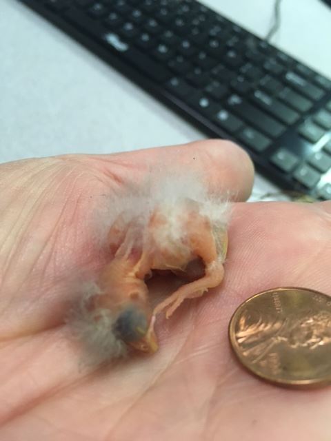 baby bird spring 2017