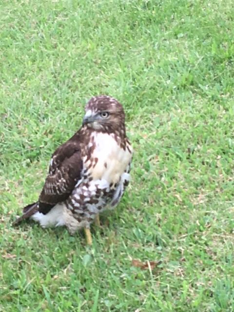 red tail sept 7 2016